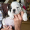 Regalo dulce bulldog inglés cachorros - Foto 1