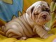 Regalo dulce bulldog inglés cachorros - Foto 1