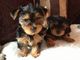 Regalo dulce yorkie cachorros para usted
