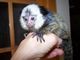 Regalo dulces monos marmoset para usted