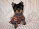 Regalo excelente camada yorkshire terrier