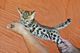 Regalo Gato de Bengala para la adopción - Foto 1