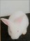 Regalo hermoso conejo blanco bebe - Foto 1