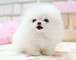 Regalo hermoso pomerania cachorros para usted - Foto 1