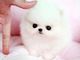 Regalo hermoso pomerania cachorros para usted - Foto 1