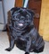 Regalo hermoso pug cachorros para usted - Foto 1