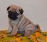 Regalo hermoso pug cachorros para usted - Foto 1