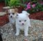 Regalo hermosos cachorros chihuahua - Foto 1