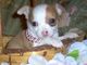 Regalo hermosos cachorros chihuahua para nuevos hogares - Foto 1