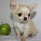 Regalo hermosos cachorros chihuahua para nuevos hogares