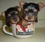 Regalo hermosos cachorros yorkie