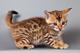 Regalo hermosos gatitos de bengala - Foto 1