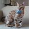 Regalo hermosos gatitos de bengala para usted - Foto 1