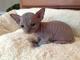 Regalo hermosos gatitos sphynx para el cuidado de casas - Foto 1