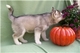 Regalo Husky Siberiano Cachorro con ojos azul - Foto 1