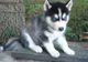 Regalo husky siberiano encantador para hogares de amor