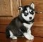 Regalo husky siberiano encantador para hogares de amor