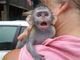 Regalo increíble bebé monos capuchinos