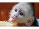Regalo increíble bebé monos capuchinos para usted