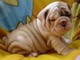 Regalo increíble bulldog Inglés cachorros para usted - Foto 1