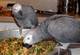 Regalo increíble gris africano loros