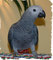 Regalo increíble gris africano loros - Foto 1