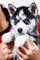 Regalo increíble ojos azules husky siberiano cachorros disponible - Foto 1