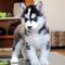 Regalo increíble ojos azules husky siberiano cachorros disponible