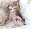 Regalo increíble sphynx gatitos - Foto 1