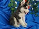 Regalo lindo alaskan malamute cahorros disponibleaa
