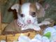 Regalo lindo chihuahua cachorros - Foto 1