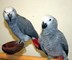 Regalo lindo yaco loros grise africanoe