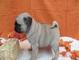 Regalo magnifico carlino pug cachorrosx