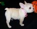 Regalo magnificos cachorros bulldog francesx