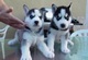 Regalo magnificos husky siberiano cachorross