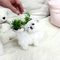 Regalo mini toy cachorros de bichon Maltes para adopcion - Foto 1