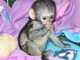 Regalo muy lindo monos capuchinos para su familia