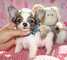 Regalo preciose mini toy chihuahua cachorros33