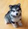 Regalo precioso husky siberiano cachorros listos para ir - Foto 1