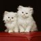 Regalo regalo gratis tremendo persas gatitos