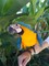 Regalo Regalo Macaw azul y oro disponible ahora - Foto 1