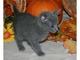 Regalo regalo pedigree registrados gatos rusos azul disponibles
