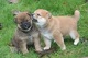 Regalo shiba inu - machos y hembras