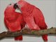 Regalo super encantador loros grises africanos para usted - Foto 1