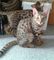 Regalo super lindo gatos de la sabana - Foto 1