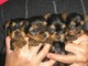 Regalo toy cachorros yorkshire terrier - Foto 1