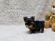 Regalo yorkshire terrier preciosa camada