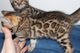 Rosetted bengal kittens disponible