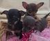 Se venden, muy bonitos cachorros de chihuahua