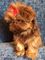 Stunning naranja / chocolate imperial shih tzu perritos para la v